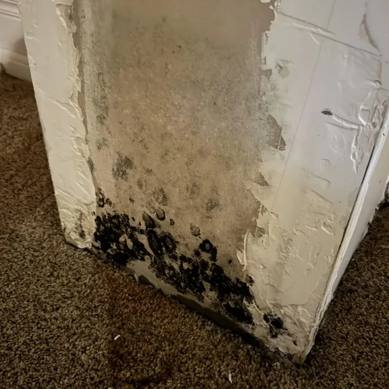 Professional Mold Removal in Reed City, MI